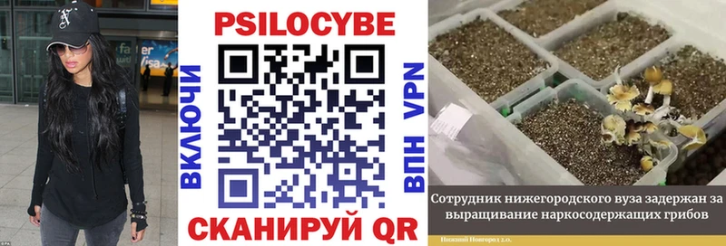 купить наркотики цена Саки blacksprut ссылки Псилоцибиновые грибы GOLDEN TEACHER